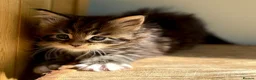 Maine Coon cats for sale: Beautiful Maine Coon kittens - Advert 22