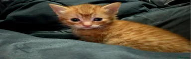 Kitten 2