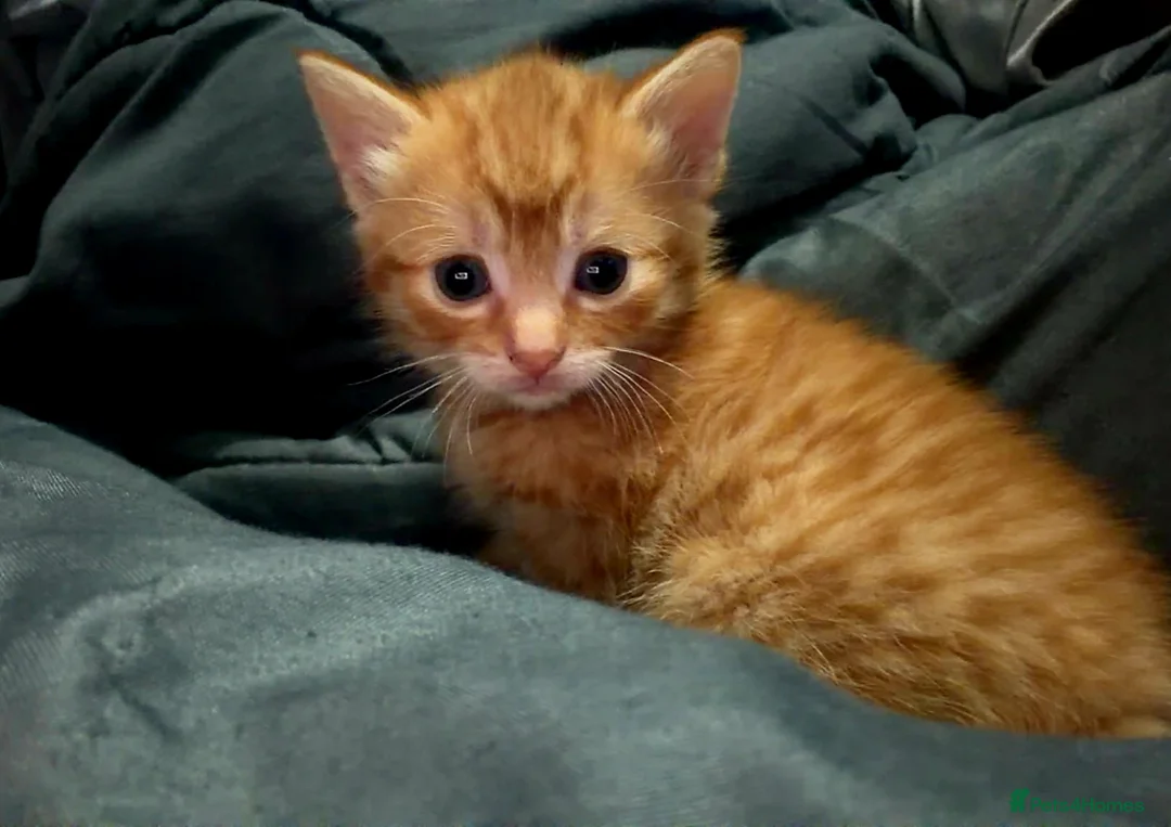 Mixed Breed cats for sale: Beautiful litter of kittens  - Advert 7