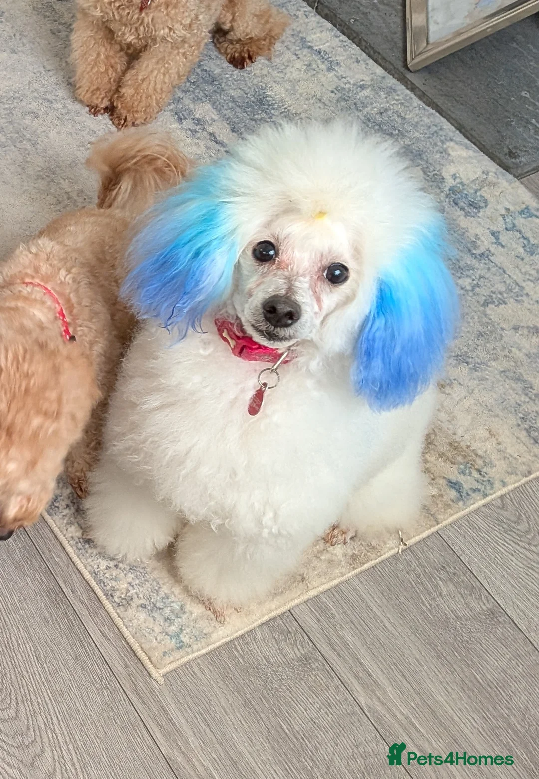 Poochon dogs for stud: STUNNING toy poochon stud. Health tested - Advert 2