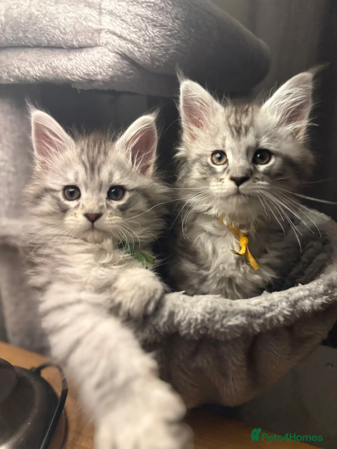 Maine Coon cats for sale: Beautiful Pedigree Maine Coon Kittens - Advert 1