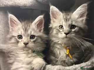 Maine Coon cats Beautiful Pedigree Maine Coon Kittens - Advert 3