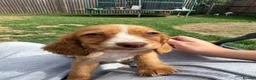 Cocker Spaniel dogs for sale: Outstanding cocker spaniel puppies - Advert 7
