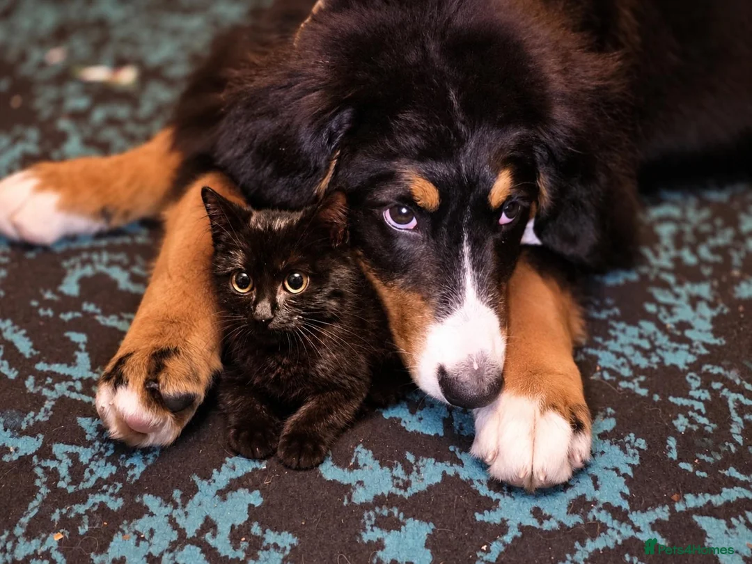 Bernese Mountain Dog dogs for sale: Re-homing female bernese mountain puppy - Advert 2