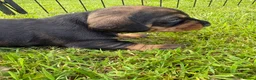 Dachshund dogs for sale: KC Registered wirehaired dachshund teckel puppies - Advert 9