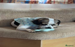 Mixed Breed dogs for sale: Princess  - Image 2