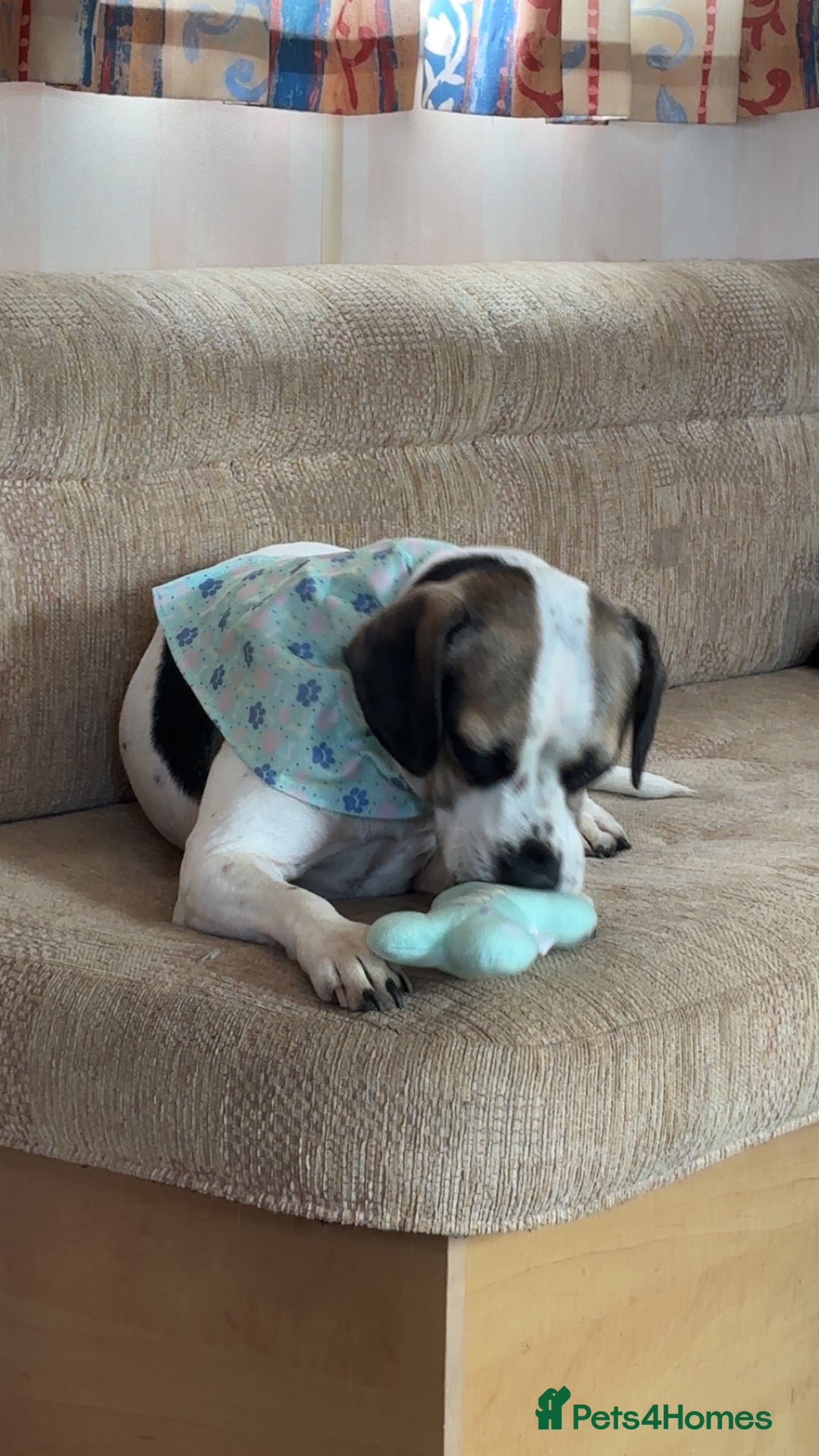 Mixed Breed dogs for sale: Princess  - Image 2
