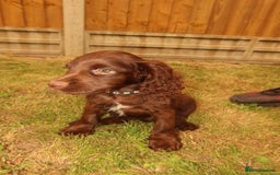 Cocker Spaniel dogs for sale: Cocker Spaniel Puppies - Image 2