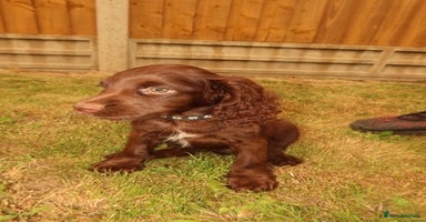Cocker Spaniel dogs - Advert 15