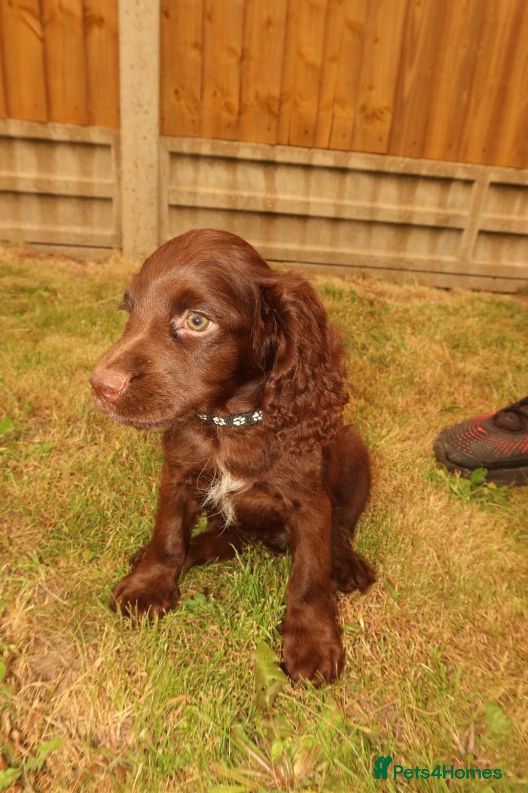 Cocker Spaniel dogs for sale: Cocker Spaniel Puppies - Image 2