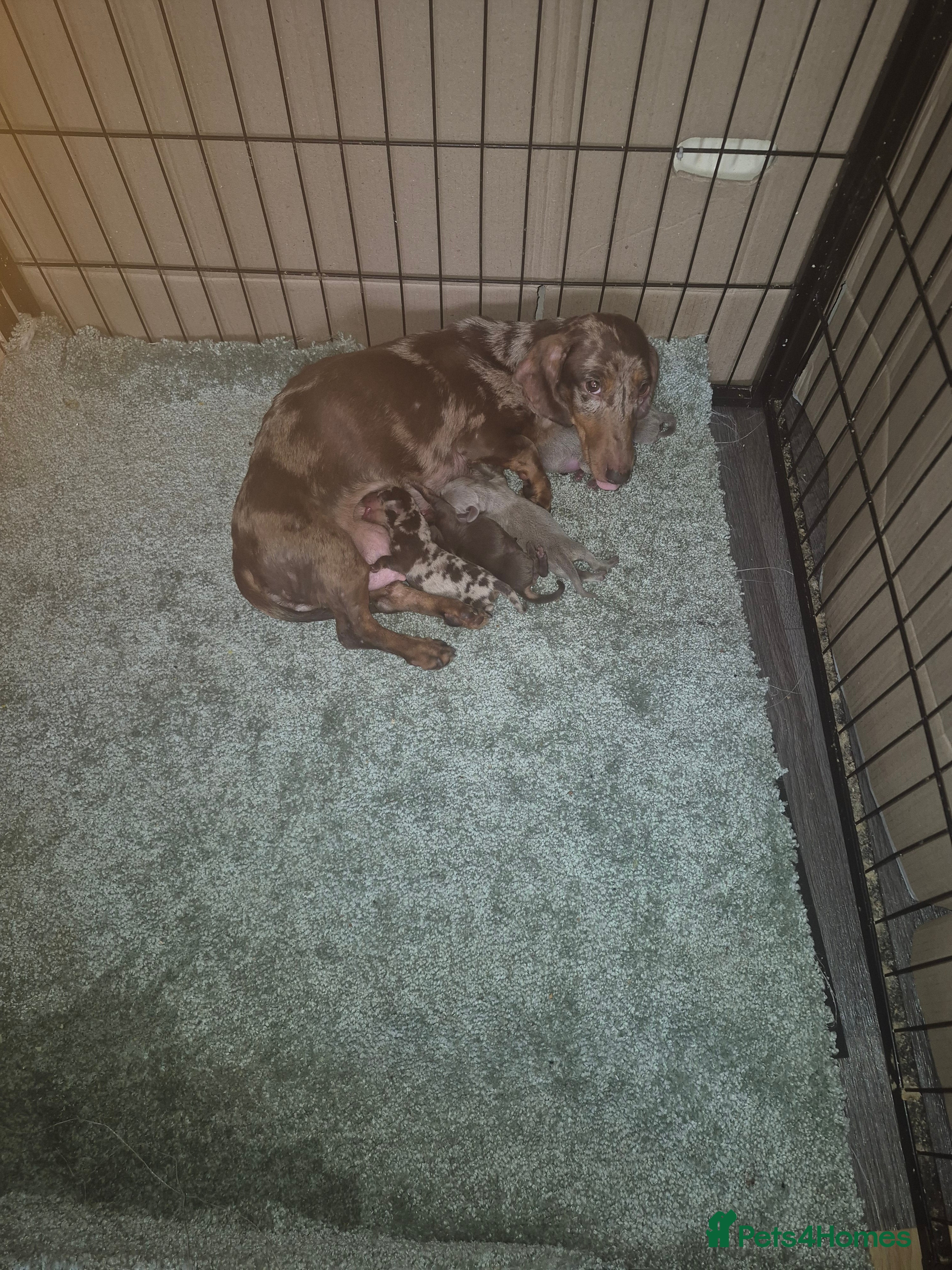 Dachshund dogs Chocolate & Tan Miniature Dachshund plus more - Advert 2