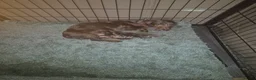 Dachshund dogs for sale: Chocolate & Tan Miniature Dachshund plus more - Advert 2
