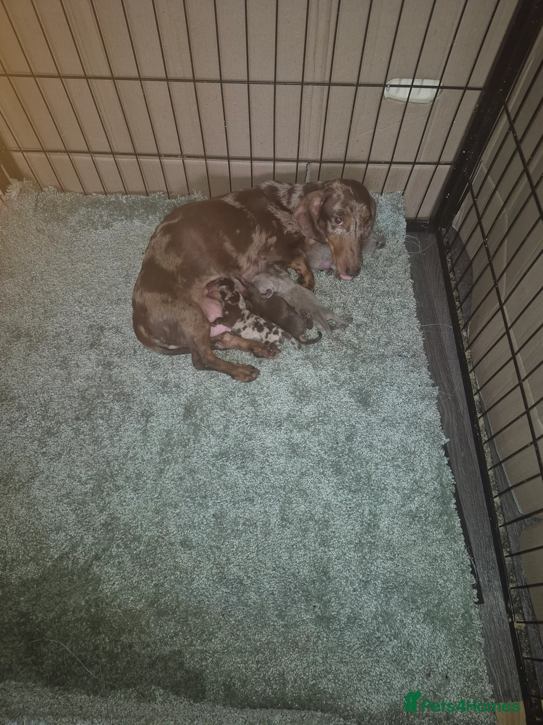 Dachshund dogs for sale: Chocolate & Tan Miniature Dachshund plus more - Advert 2