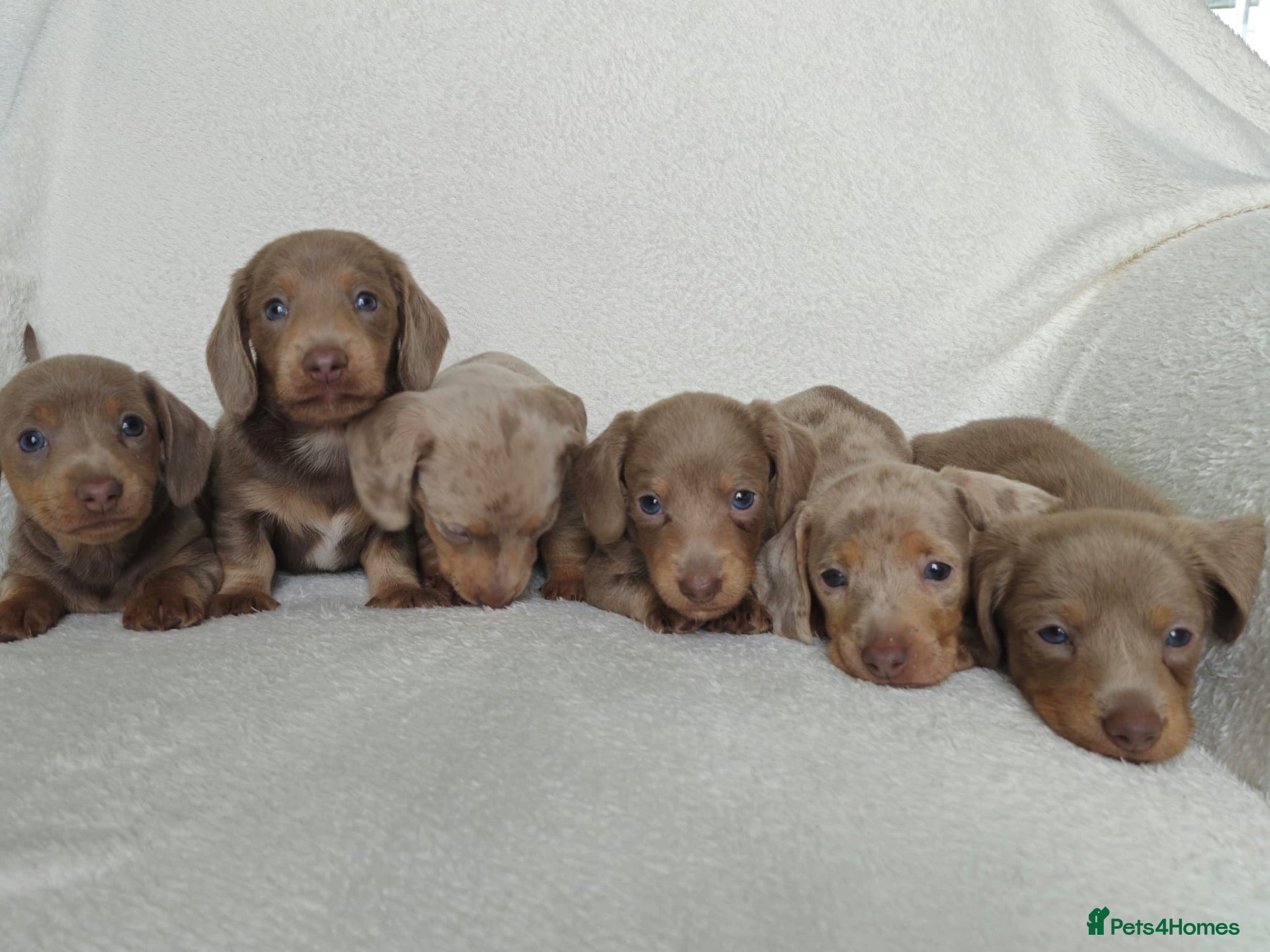Miniature Dachshund dogs 💎 TOP QUALITY KC REG & PRA CLR MINI DACHSHUNDS💎 - Advert 2