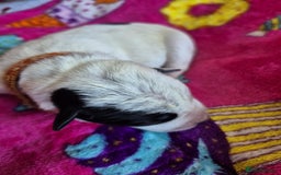 Mixed Breed dogs for sale: Mixed breed puppies for sale  - Advert 8