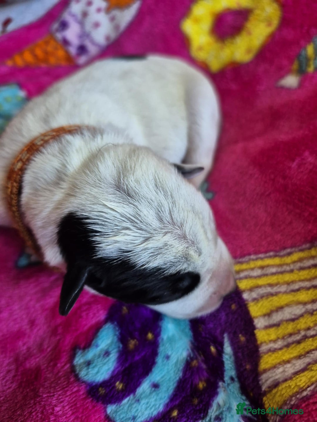 Mixed Breed dogs for sale: Mixed breed puppies for sale  - Advert 8