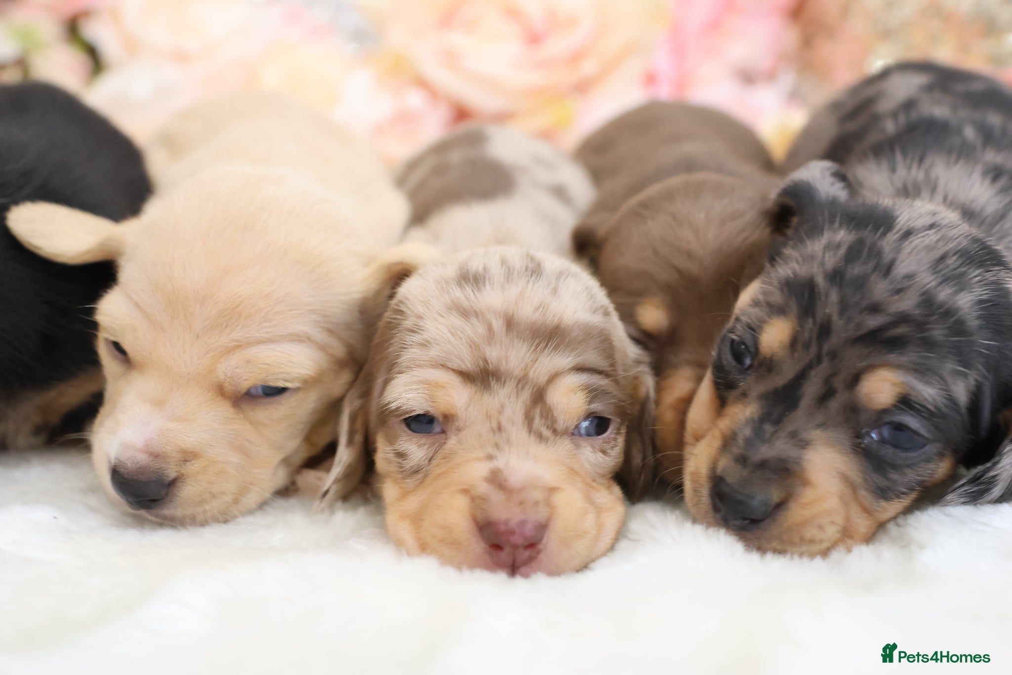 Miniature Dachshund dogs KC Miniature Dachshund Puppies - Advert 1