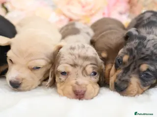 Miniature Dachshund dogs KC Miniature Dachshund Puppies - Advert 4
