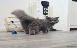 British Shorthair cats for sale: 1 beautiful girl ready NOW! British long hair  - Image 3