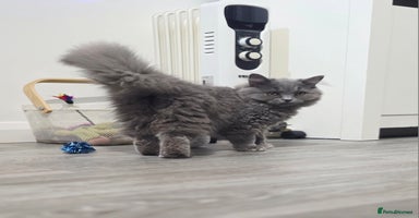 British Shorthair cats - Advert 8