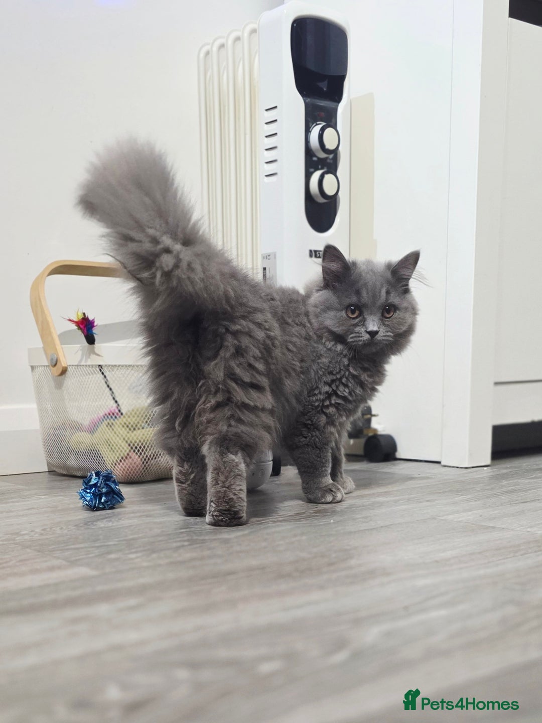 British Shorthair cats for sale: 1 beautiful girl ready NOW! British long hair  - Image 3