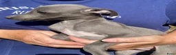 Whippet dogs for sale: Beautiful blue/brindle Whippets  - Advert 5