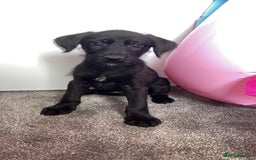 Borador dogs for sale: Collie x lab puppies - Image 9