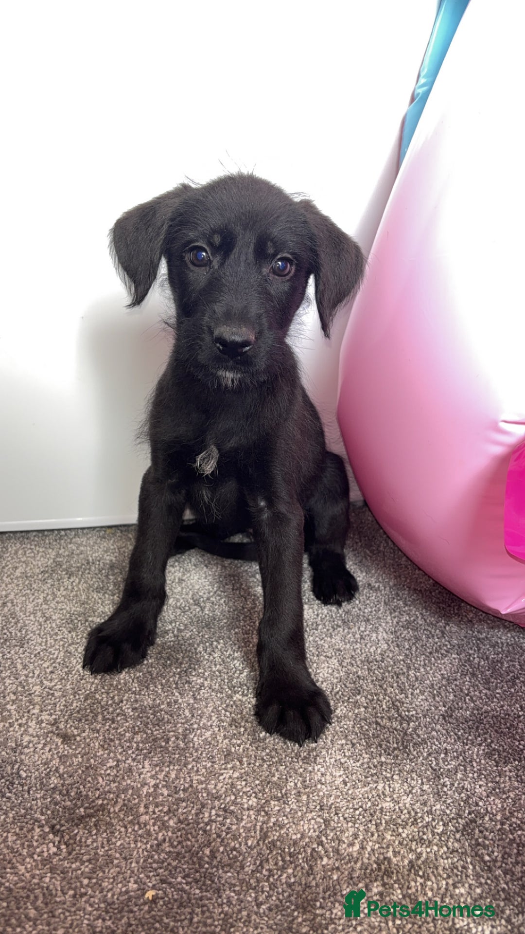 Borador dogs for sale: Collie x lab puppies - Image 9