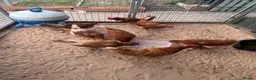 Chickens poultry for sale: Flock of 8 chickens for sale  - Advert 3