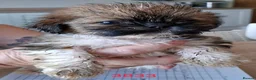 Mixed Breed dogs for sale: Shih-Tzu Puppies (7 X's) in Wisbech - Advert 4