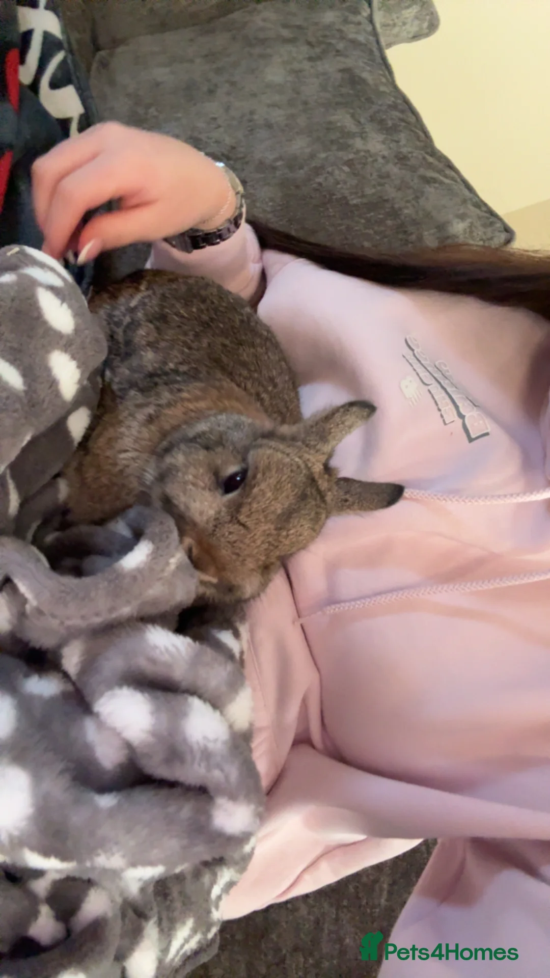 Netherland Dwarf rabbits for sale: Re-Home  in Bolton - Advert 1