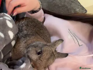 Netherland Dwarf rabbits Re-Home - Advert 3