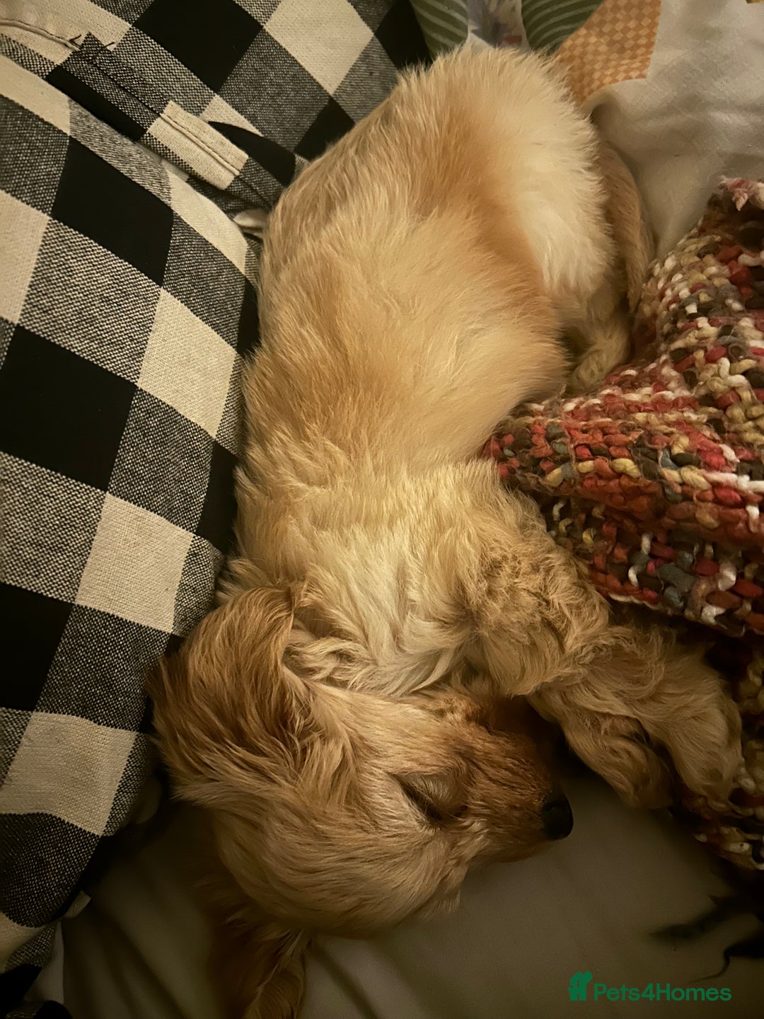 Doxiepoo dogs for sale: doxiepoo puppy / miniature dachshund x poodle boy - Advert 9