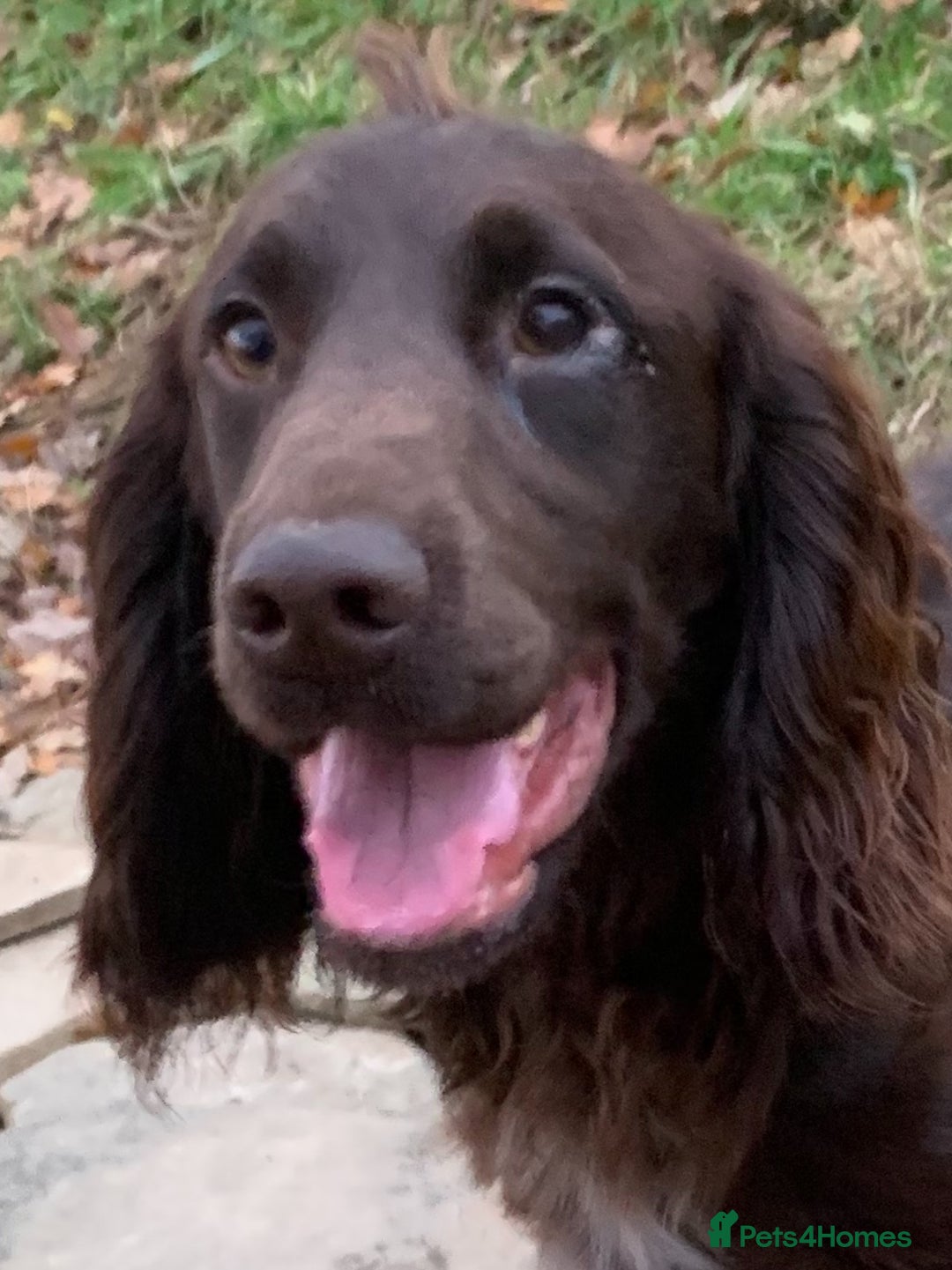Cocker Spaniel dogs for stud: Boris (Bryn Rhos Major) for stud in Ammanford - Advert 5