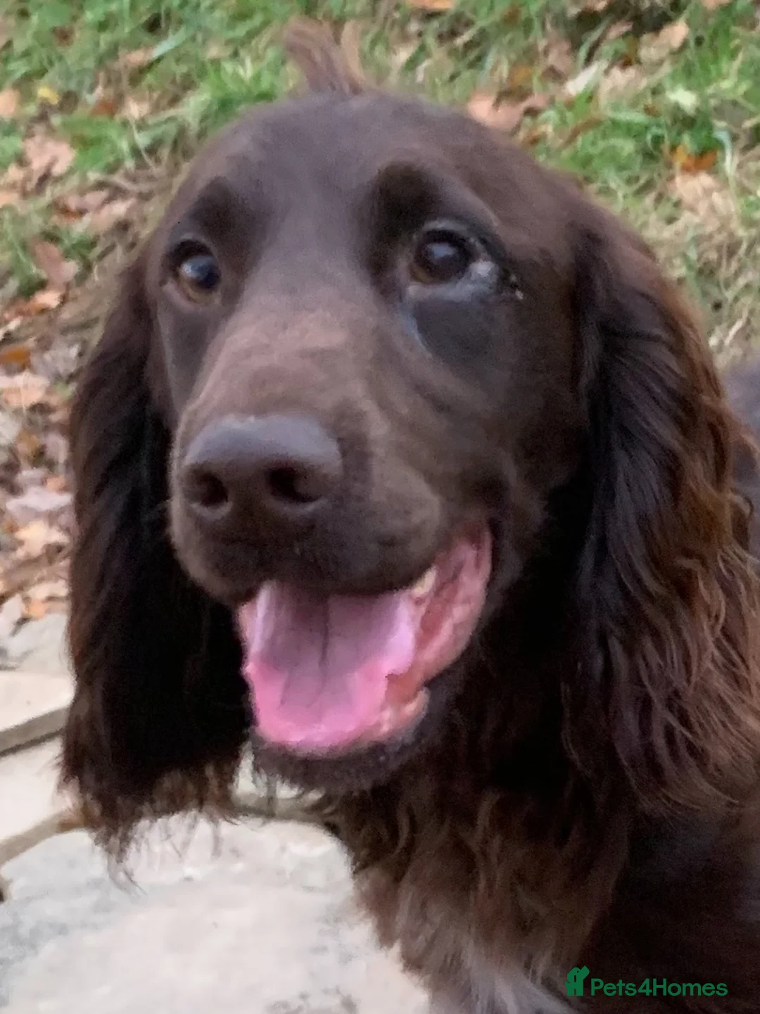 Cocker Spaniel dogs for stud: Boris (Bryn Rhos Major) for stud in Ammanford - Advert 5