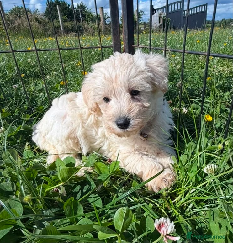 Schnoodle dogs Toy Schnoodle Puppies (Mini Schnauzer x Toy Poodle - Advert 3