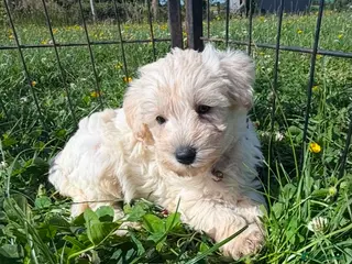 Schnoodle dogs Toy Schnoodle Puppies (Mini Schnauzer x Toy Poodle - Advert 3