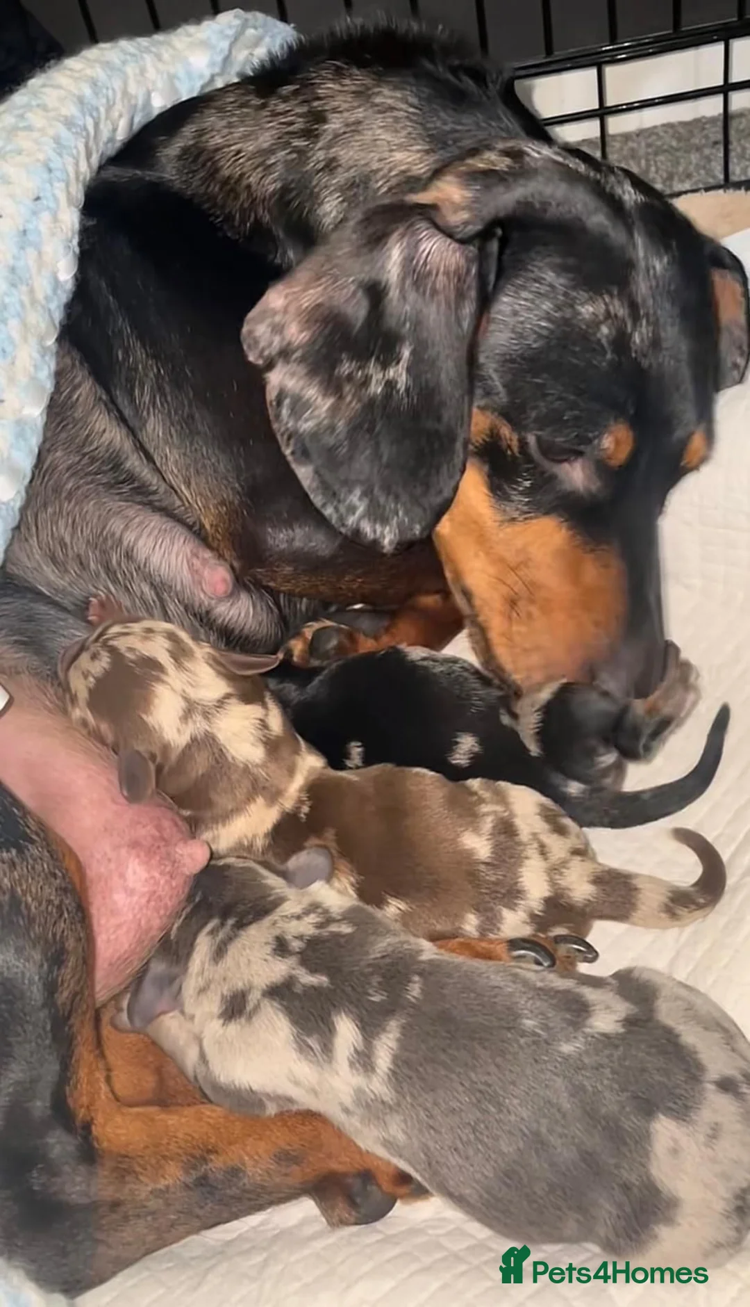 Miniature Dachshund dogs for sale: Beautiful miniature dachshund puppys in Edinburgh - Advert 4