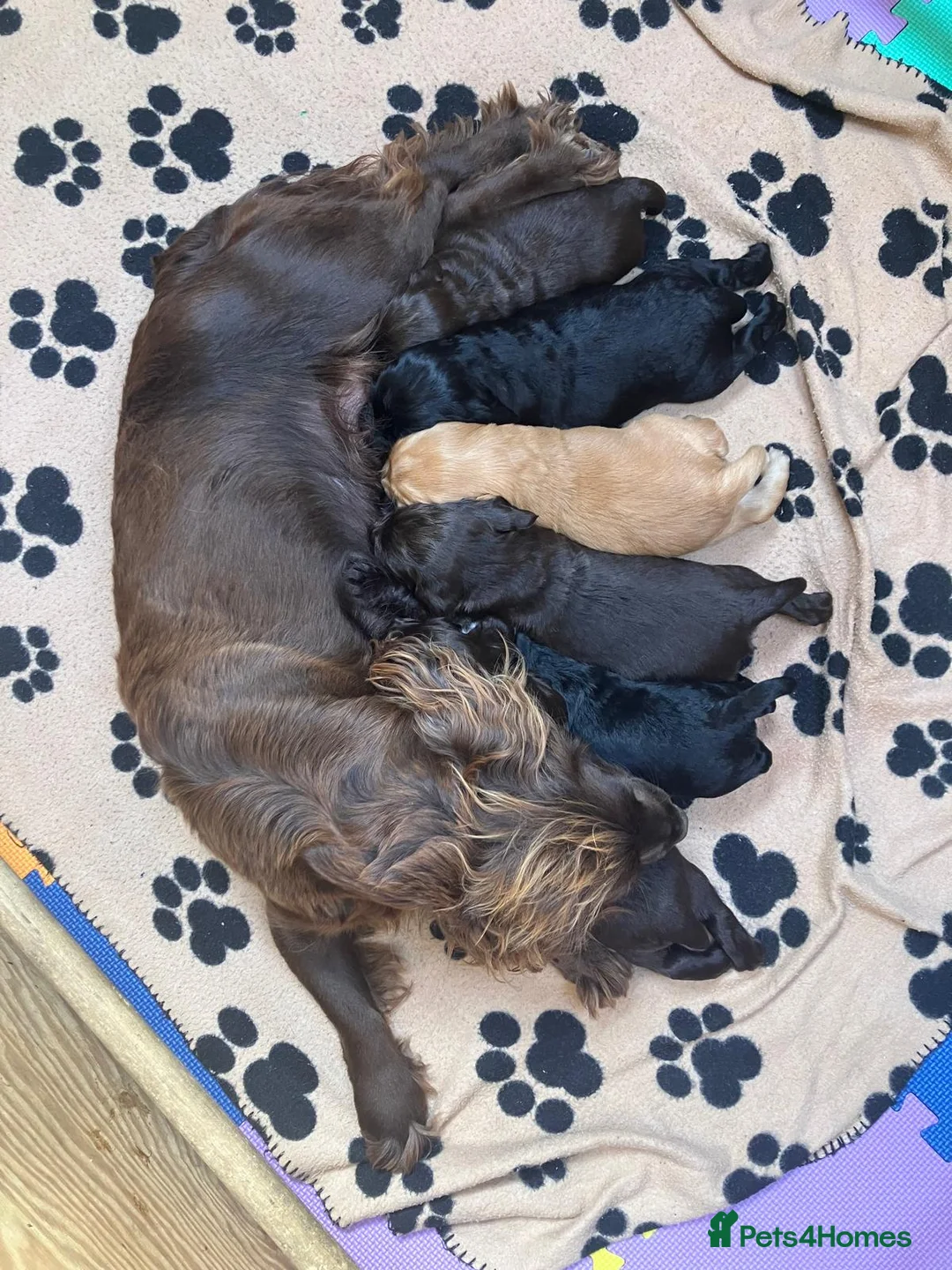 Cocker Spaniel dogs for sale: 3 Cocker Spaniel Puppies - Advert 6