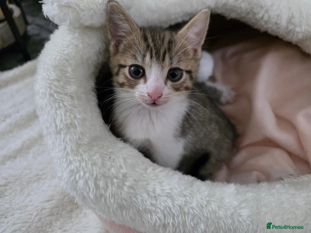 Mixed Breed cats for sale: 🐾 Gorgeous Home-Raised Tabby & White Kittens 🐾 in Rochdale - Advert 2