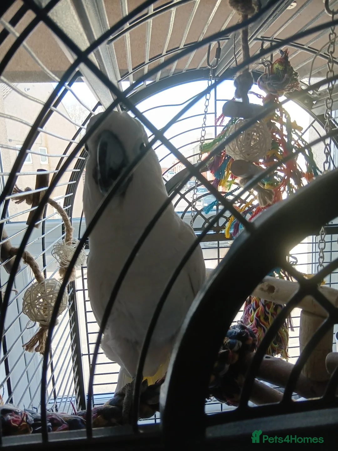 Cockatoo birds for sale: leo the parrot in Ferryhill - Advert 5