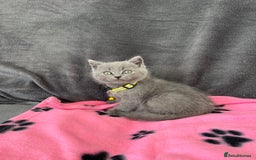 British Shorthair cats for sale: REDUCED!! Pure Breed British Shorthair Kittens - Image 7