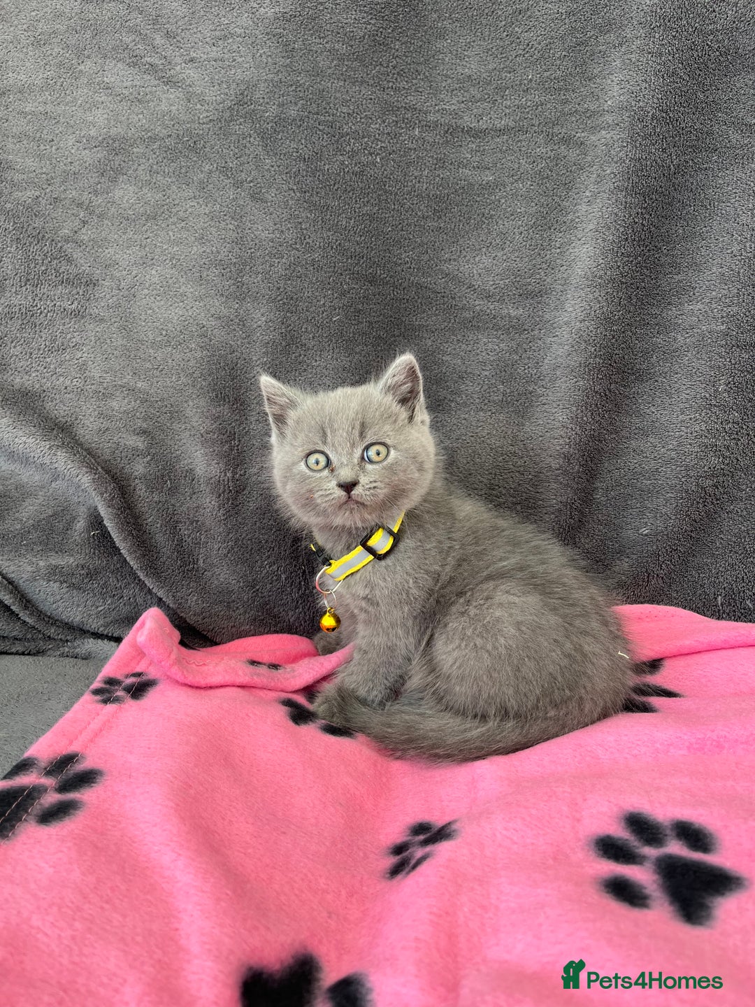 British Shorthair cats for sale: REDUCED!! Pure Breed British Shorthair Kittens - Image 7