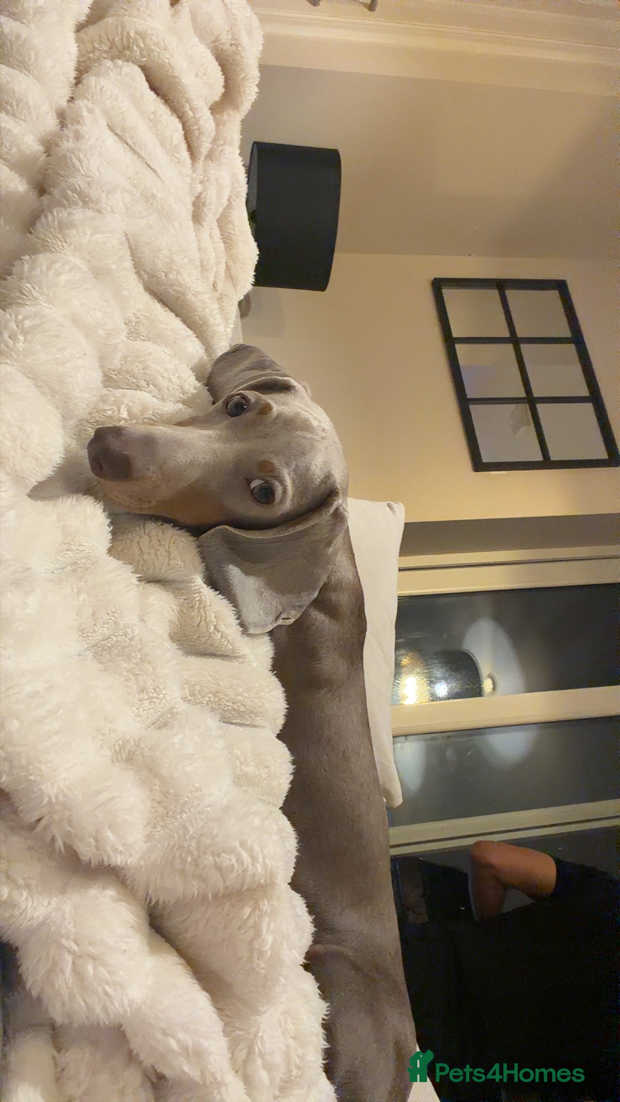 Miniature Dachshund dogs 7 month old miniature dachshund  - Advert 1