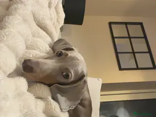 Miniature Dachshund dogs 7 month old miniature dachshund - Advert 1