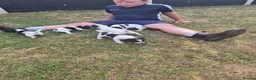 Jack Russell dogs for sale: Jack Russell puppies  - Advert 15