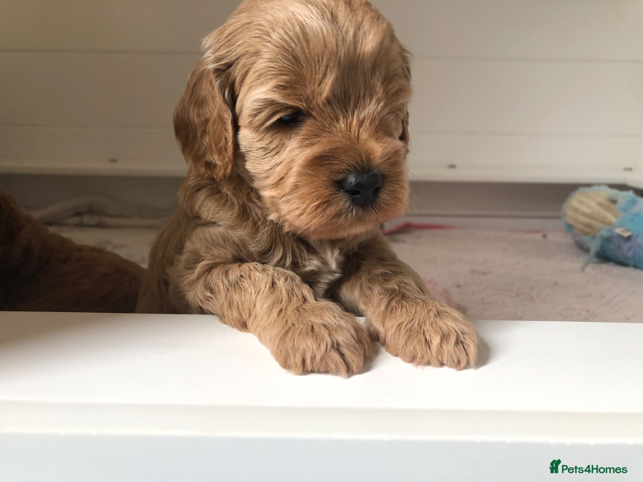 Cavapoo dogs Stunning red Cavapoo puppies  - Advert 8