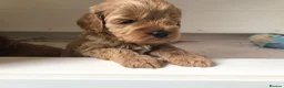 Cavapoo dogs for sale: Stunning red Cavapoo puppies  - Advert 1