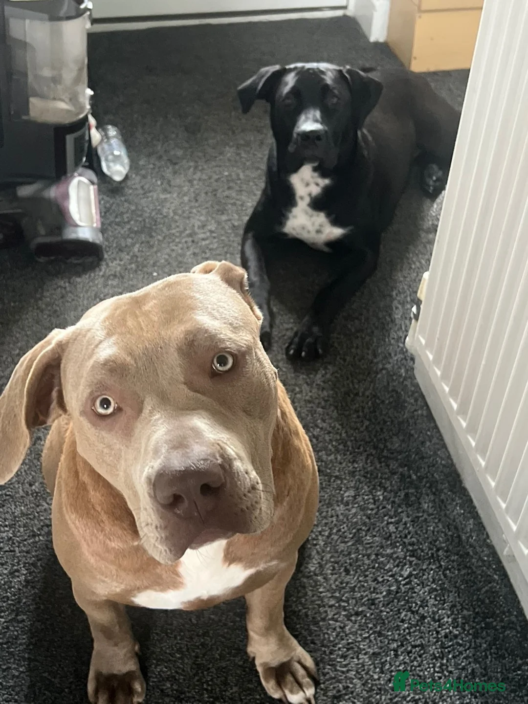 Presa Canario dogs for sale: Cassie - Advert 3