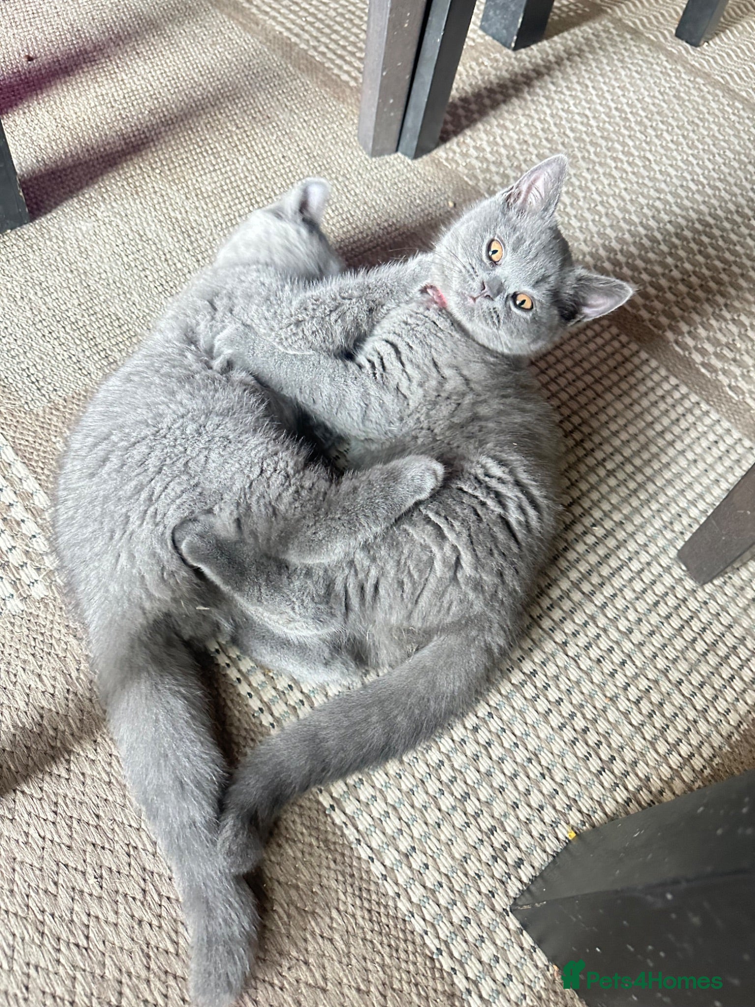 British Shorthair cats Beautiful GCCF ready to leave  - Advert 1